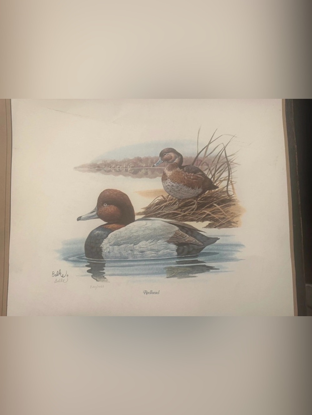 Don Balke Redhead Duck Print. Vintage